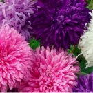 GIANT CALIFORNIA ASTER FLOWER SEEDS  50 FRESH SEEDS
