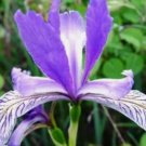 WILD BLUE IRIS FLOWER SEEDS 25 FRESH SEEDS