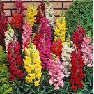 SNAPDRAGON 15 FRESH FLOWER SEEDS