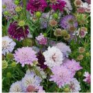 PINCUSHION FLOWER 35 FRESH SEEDS SCABIOAS ATROPUREA