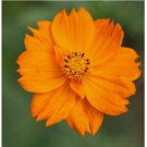 80+ Orange Cosmos Flower seeds - organic