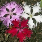 200 FRINGED PINKS Dianthus Fresh Flower SEEDS Easy Flora Blooms US