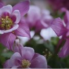 500 Columbine Flower Seeds - Tyrian Purple Plum Color