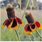 MEXICAN HAT FLOWER 500 FRESH SEEDS