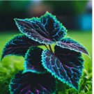 Coleus seeds color Blue Black Green flower plant lawn 20  Seeds