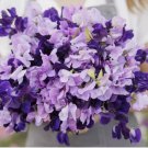15 Seeds Sweet Pea PURPLE MIX Fragrant Climbing Vine Purple Flowers Non-GMO
