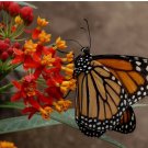 375 Seeds Blood Flower Seeds, Tropical Milkweed, Mexican Butterfly Weed