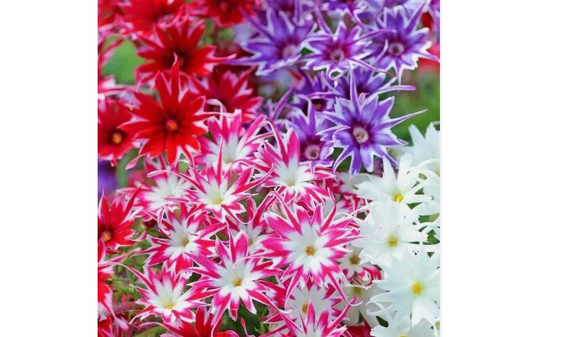 100 Seeds Twinkle Mix Phlox Seeds