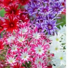 100 Seeds Twinkle Mix Phlox Seeds
