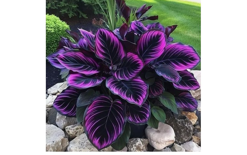 Purple Tip Calathea Couture Flower Indoor or Outdoor Beautiful Plant 25 Seeds