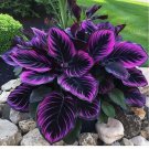 Purple Tip Calathea Couture Flower Indoor or Outdoor Beautiful Plant 25 Seeds