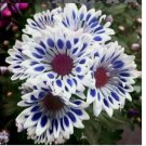 Blue Window Daisy flower 20 seeds for spring summer Blue Yellow White colorful