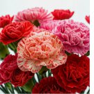 CARNATION DOUBLE MIX SEEDS RARE DIANTHUS FLOWERS RARE BLOOMS 300 Seeds