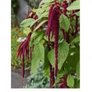 1750 Seeds Amaranth Love Lies Bleeding Seeds, Inca Wheat, Tassel Flower, NON-GMO