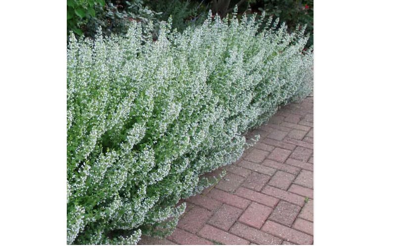 200 Seeds Common White Catmint Seeds | Non-GMO
