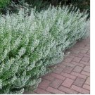 200 Seeds Common White Catmint Seeds | Non-GMO