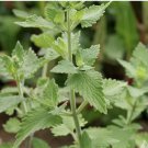 Catnip Seeds (Nepeta cataria) - Herb Seeds | USA 1500 Seeds