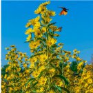 100 Seeds Sunflower MAXIMILIAN Perennial Flowers Butterflies Finches USA Non-GMO