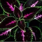 Coleus seeds Rare color pink Black Green flower plant lawn 20 Seeds