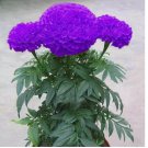 Purple Blue Marigold Seeds Home Garden Edible Flower Seed Potted Plant 100 Seeds