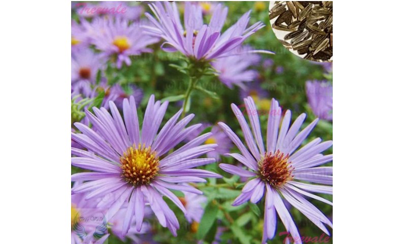 Aromatic Aster Seeds - Fall Aster - Wild Blue Aster | Flower Seeds 300 Seeds