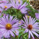 Aromatic Aster Seeds - Fall Aster - Wild Blue Aster | Flower Seeds 300 Seeds