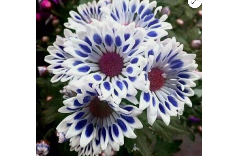 Blue Window Daisy flower seeds for spring summer Blue Yellow White colorful 20 Seeds