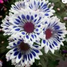 Blue Window Daisy flower seeds for spring summer Blue Yellow White colorful 20 Seeds