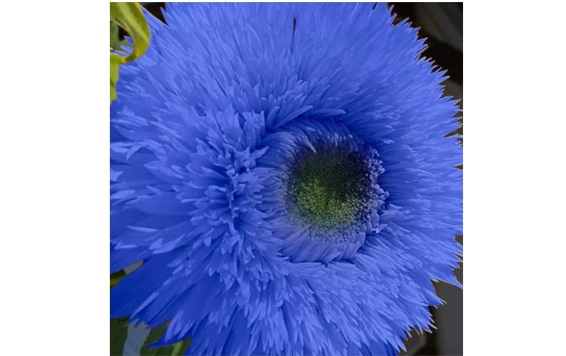 Blue Teddy Bear Sunflower Seeds Non GMO Heirloom Garden 50 pcs