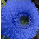 Blue Teddy Bear Sunflower Seeds Non GMO Heirloom Garden 50 pcs