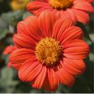 Mexican Sunflower Seeds, Orange, Tithonia, Attract Butterflies, Daisy-Like Bloom 350 Seeds