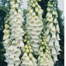 Alba Foxglove Seeds | Non-GMO 200 Seeds