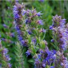 3000 seeds Hyssop Seeds, Bees & Butterflies, Blue-Violet