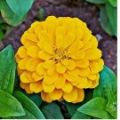 100 Seeds Canary Bird Zinnia Seeds | Non-GMO