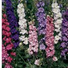 1125 Seeds Imperial Rocket Larkspur Mix, Delphinium consolida, Field Larkspur