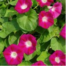 140 Seeds Scarlet O'Hara Morning Glory Seeds, Climbing Vine