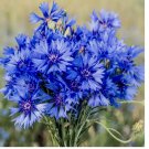 Cornflower Seeds (Centaurea Cyanus) | wildflower 400 Seeds