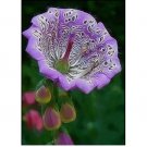 Mallow rose flower 20  seeds for spring summer pink Yellow White colorful fast g