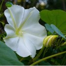 50 Seeds White Morning Glory Seeds, Moonflower Vine