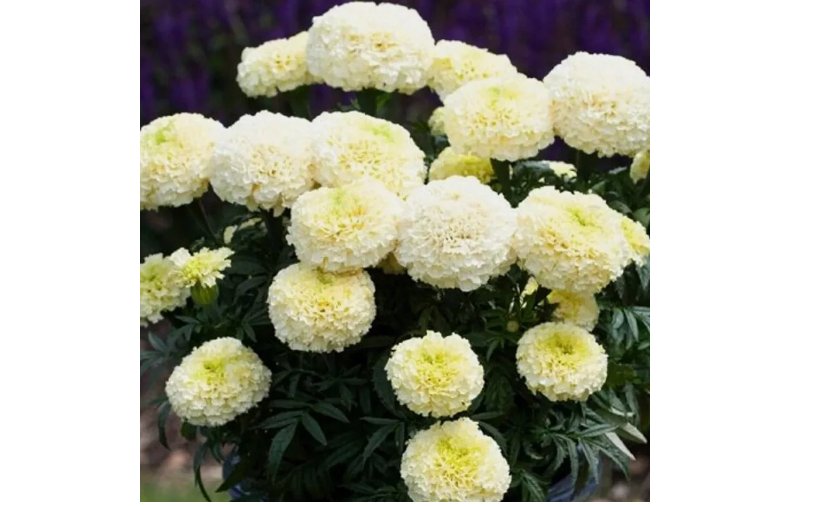 Dwarf White Gold Marigold Flower Seeds. USA Seeds. Organic 50 Seeds