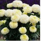 Dwarf White Gold Marigold Flower Seeds. USA Seeds. Organic 50 Seeds