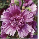 40 Seeds Queeny Purple Hollyhock Seeds | Non-GMO
