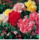 100 Seeds  Chabaud Mix Carnation Seeds