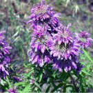 2000 SEEDS -beebalm LEMON BEE BALM FLOWER USA