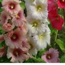 30+ HOLLYHOCK FLOWER SEEDS  SUMMER CARNIVAL MIX herb PERENNIAL