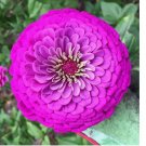 100 Seeds Purple Prince Zinnia Seeds | Non-GMO