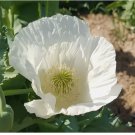 China White Poppy 1,000 Seeds - P. Somniferum Seeds - Stratified Ready To Plant