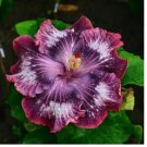 Silver Pink Purple Hibiscus Seeds Flowers Flower Seed Perennial Bloom 20 Seeds
