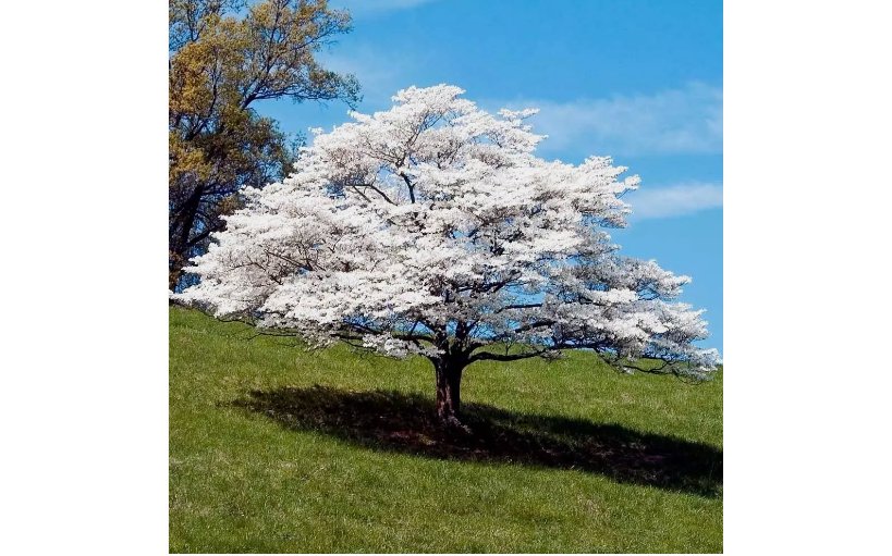 Tree White empress Bonsai Seeds Heirloom Rare colorful lawn plant dogwood  20 Seeds