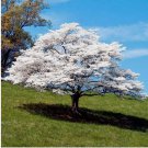 Tree White empress Bonsai Seeds Heirloom Rare colorful lawn plant dogwood  20 Seeds